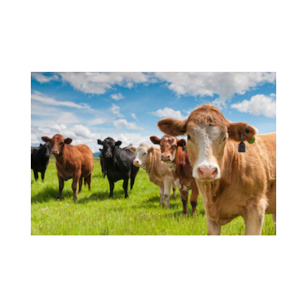 EXPOMEAT 2019 Frigoríficos do Paraná estão enfrentando falta de boi gordo para abate, disse o Sindicato da Indústria de Carnes e Derivados no Estado do Paraná (Sindicarne-PR). A saída de bois...