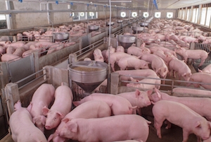 EXPOMEAT 2019 O setor produtivo e o governo de Santa Catarina se uniram para criar uma campanha de proteção e valorização do agronegócio do estado, informou a Secretaria de Estado da Agricultura, da Pesca e do...