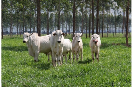 EXPOMEAT 2019 Um dos pilares do agronegócio brasileiro, a cadeia da pecuária de corte movimentou o correspondente a 8,7% do PIB do país em 2018, totalizando R$ 597,22 bilhões. Para os próximos anos, o setor...