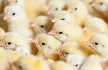 EXPOMEAT 2019 Santa Catarina é o segundo maior responsável pela exportação de carne de frango no país, representando 24,1% do total embarcado para o exterior no primeiro semestre de 2020, segundo dados da...