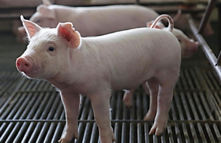 EXPOMEAT 2019 De acordo com dados divulgados pela Secretaria de Comércio Exterior (Secex) do Governo Federal, as exportações de carne suína seguem em ritmo acelerado. Nos primeiros dez dias úteis de agosto,...
