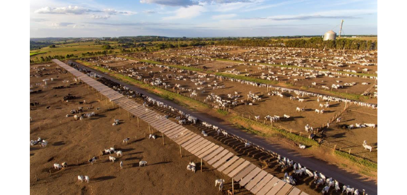 EXPOMEAT 2022 - lll Feira Internacional da Indústria de Processamento de Proteína Animal e Vegetal Confinamento da Friboi em Guaiçara-SP (Divulgação)