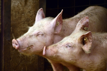 EXPOMEAT 2021 - lll Feira Internacional da Indústria de Processamento de Proteína Animal e Vegetal A China habilitou sete estabelecimentos de Santa Catarina para exportação de miúdos suínos. A...
