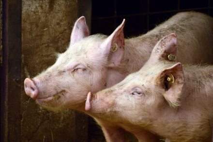 EXPOMEAT 2021 - lll Feira Internacional da Indústria de Processamento de Proteína Animal e Vegetal As exportações brasileiras de carne suína (considerando todos os produtos, entre in natura e industrializados)...