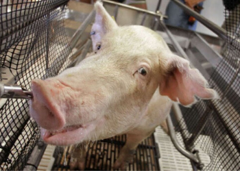 EXPOMEAT 2021 - lll Feira Internacional da Indústria de Processamento de Proteína Animal e Vegetal ABCS Inicio de ano é tempo de se planejar e de preparar os próximos passos para cumprimento de metas. E se tratando do mercado...