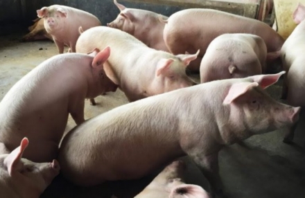 EXPOMEAT 2022 - lll Feira Internacional da Indústria de Processamento de Proteína Animal e Vegetal A China se tornou o principal destino da carne suína produzida em Santa Catarina. Desde o início de 2020, o estado enviou mais de...