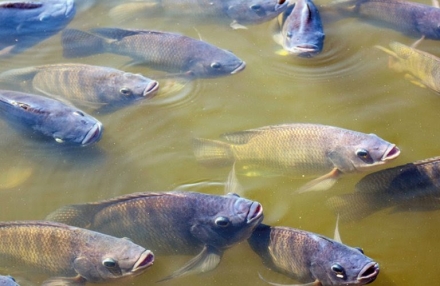 EXPOMEAT 2022 - lll Feira Internacional da Indústria de Processamento de Proteína Animal e Vegetal A Associação Brasileira de Piscicultura (Peixe BR) declarou que não há risco de desabastecimento de pescados no...