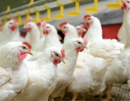 EXPOMEAT 2021 - lll Feira Internacional da Indústria de Processamento de Proteína Animal e Vegetal Os números finais da SECEX/ME relativos às exportações de carne de frango in natura de abril passado não...