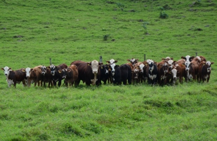 EXPOMEAT 2021 - lll Feira Internacional da Indústria de Processamento de Proteína Animal e Vegetal A pecuária de corte brasileira tem demostrado um contínuo avanço nas últimas décadas, fazendo com que as...