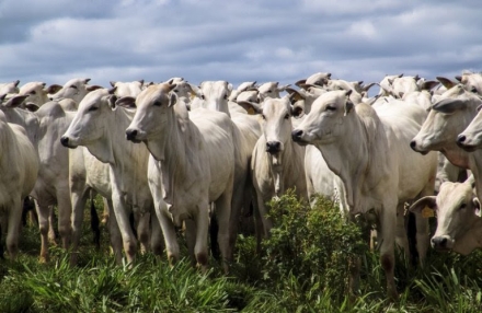 EXPOMEAT 2021 - lll Feira Internacional da Indústria de Processamento de Proteína Animal e Vegetal A Tailândia comunicou que abriu seu mercado para carne bovina com osso, carne desossada e miúdos comestíveis de bovino do...