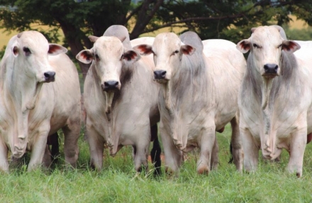 EXPOMEAT 2022 - lll Feira Internacional da Indústria de Processamento de Proteína Animal e Vegetal Os preços da arroba do boi gordo têm sido sustentados pelo mercado externo aquecido e pela oferta restrita de animais prontos para o...