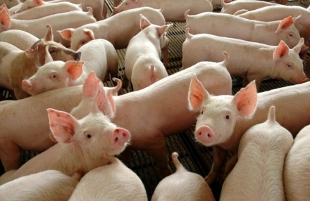 EXPOMEAT 2023 - IV Feira Internacional da Indústria de Processamento de Proteína Animal e Vegetal Os abates de suínos registraram recorde histórico para um primeiro trimestre, neste começo de ano, de acordo com levantamento...