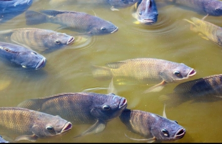 EXPOMEAT 2022 - lll Feira Internacional da Indústria de Processamento de Proteína Animal e Vegetal A tilápia é um dos peixes mais consumidos pelos norte-americanos e ganha cada vez mais espaço na mesa desse exigente...