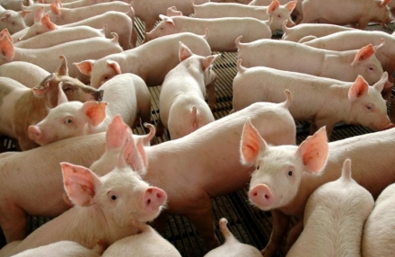 EXPOMEAT 2021 Os preços do suíno vivo seguem em alta nos estados produtores, conforme as bolsas regionais. A elevação do consumo interno e as exportações consistentes têm contribuído para a...