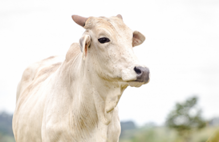 EXPOMEAT 2021 - lll Feira Internacional da Indústria de Processamento de Proteína Animal e Vegetal Mesmo diante de um cenário de incerteza econômica para muitos setores, a alta no preço da arroba e o aumento das...