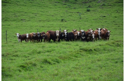 EXPOMEAT 2021 - lll Feira Internacional da Indústria de Processamento de Proteína Animal e Vegetal A exportação total de carne bovina (in natura e processada) atingiu recorde de 172.361 toneladas em junho, representando crescimento...