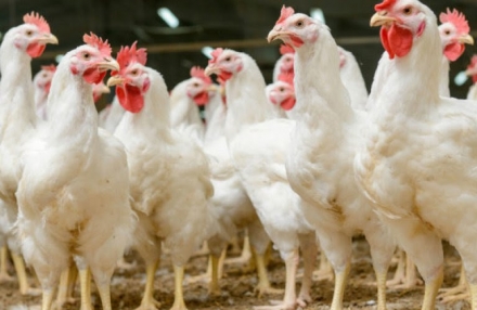 EXPOMEAT 2021 - lll Feira Internacional da Indústria de Processamento de Proteína Animal e Vegetal Encerrado o primeiro semestre de 2020, o rol das 22 Unidades Federativas (UFs) exportadoras de carne de frango não apresenta maiores...