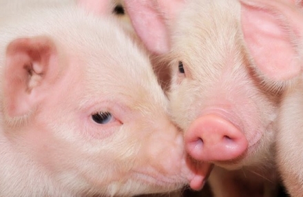 EXPOMEAT 2022 - lll Feira Internacional da Indústria de Processamento de Proteína Animal e Vegetal BRF, uma das maiores companhias de alimentos do mundo, mantém desde meados de 2018, dentro do processo de produção de...