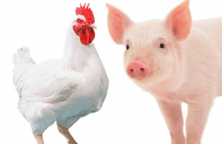 EXPOMEAT 2022 - lll Feira Internacional da Indústria de Processamento de Proteína Animal e Vegetal A produção brasileira de carne de frango deverá crescer entre 3% e 4% em 2020, alcançando o total de 13,7...