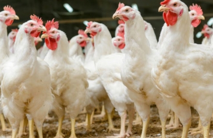 EXPOMEAT 2021 Frigoríficos no Paraná, maior estado produtor de carne de frango do Brasil, abateram 984,7 milhões de aves no primeiro semestre deste ano, 7,1% acima da produção do mesmo período do ano...