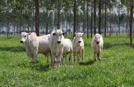 EXPOMEAT 2021 - lll Feira Internacional da Indústria de Processamento de Proteína Animal e Vegetal A fim de auxiliar na contenção do desmatamento na Amazônia, a Marfrig Global Foods anunciou um compromisso para rastrear a...