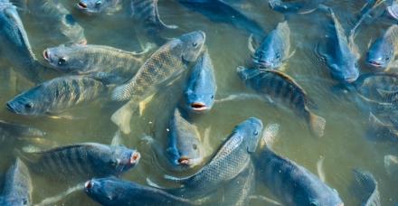 EXPOMEAT 2021 A embaixada da China no Brasil anunciou a habilitação de mais três plantas brasileiras para exportação de pescados ao país asiático. Com isso, a lista de estabelecimentos brasileiros...