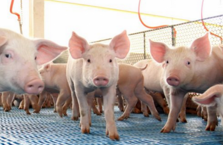EXPOMEAT 2021 - lll Feira Internacional da Indústria de Processamento de Proteína Animal e Vegetal Os primeiros cinco dias úteis do mês de agosto foram de negociações muito aquecidas para a exportação de...