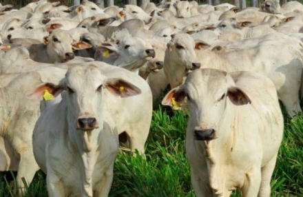 EXPOMEAT 2021 - lll Feira Internacional da Indústria de Processamento de Proteína Animal e Vegetal Passados os primeiros sete meses do ano, as exportações brasileiras de carne bovina seguem registrando desempenho recorde, tanto em...
