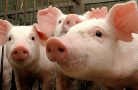 EXPOMEAT 2021 - lll Feira Internacional da Indústria de Processamento de Proteína Animal e Vegetal O fechamento dos dados de exportação de carne suína de agosto, divulgado pela Secretaria de Comércio Exterior (Secex)...