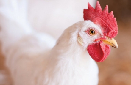 EXPOMEAT 2021 - lll Feira Internacional da Indústria de Processamento de Proteína Animal e Vegetal Após suspender os embarques de carne de frango brasileira, Filipinas volta atrás e retira embargo. Como pontua a agência...