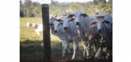EXPOMEAT 2021 - lll Feira Internacional da Indústria de Processamento de Proteína Animal e Vegetal A Mafrig anunciou na quinta-feira (24) uma ferramenta para monitorar e mapear produtores indiretos de animais, como parte das iniciativas para...