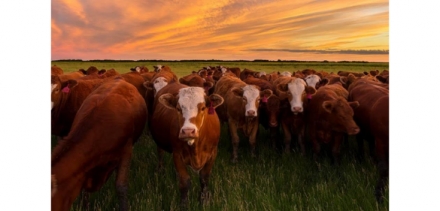 EXPOMEAT 2021 - lll Feira Internacional da Indústria de Processamento de Proteína Animal e Vegetal Com 99% de aproveitamento, a pecuária brasileira é referência mundial em reciclagem animal e produtividade Um ditado...