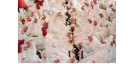 EXPOMEAT 2021 - lll Feira Internacional da Indústria de Processamento de Proteína Animal e Vegetal As exportações brasileiras de carne de frango (considerando todos os produtos, entre in natura e processados) totalizaram 3,178...