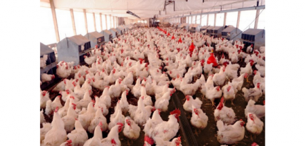 EXPOMEAT 2021 - lll Feira Internacional da Indústria de Processamento de Proteína Animal e Vegetal De acordo com dados da Secretaria de Comércio Exterior (Secex) do Governo Federal, as exportações de carne de frango nos...