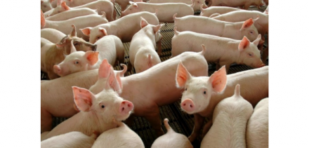 EXPOMEAT 2021 - lll Feira Internacional da Indústria de Processamento de Proteína Animal e Vegetal As cotações no mercado de suínos continuaram em ascensão ontem, terça-feira (20). De acordo com análise...
