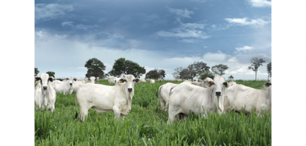EXPOMEAT 2021 - lll Feira Internacional da Indústria de Processamento de Proteína Animal e Vegetal Luciano Almeida* O Brasil conta com cerca de 215 milhões de bovinos, de acordo com dados do Instituto Brasileiro de Geografia e Estatística (IBGE)....