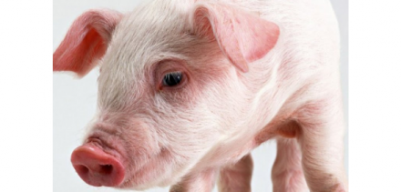 EXPOMEAT 2021 - lll Feira Internacional da Indústria de Processamento de Proteína Animal e Vegetal O Rabobank estima alta de 4,5% na produção de carne suína brasileira em 2020, na comparação com 2019, e um...