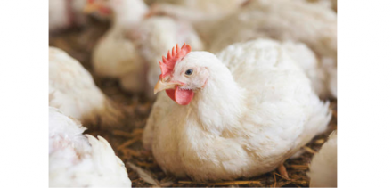 EXPOMEAT 2021 - lll Feira Internacional da Indústria de Processamento de Proteína Animal e Vegetal Os custos de produção de frangos de corte e suínos medidos pela Central de Inteligência de Aves e Suínos da...