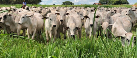 EXPOMEAT 2023 - IV Feira Internacional da Indústria de Processamento de Proteína Animal e Vegetal O Estado do Mato Grosso do Sul concentra o quinto maior rebanho bovino do país, com 9% do total de animais, de acordo com dados do Instituto...