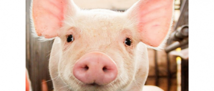 EXPOMEAT 2021 - lll Feira Internacional da Indústria de Processamento de Proteína Animal e Vegetal O abate de suínos no Brasil registrou aumento de 7% no terceiro trimestre de 2020, em comparação com o mesmo período...