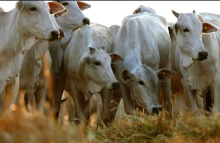 EXPOMEAT 2023 - IV Feira Internacional da Indústria de Processamento de Proteína Animal e Vegetal O Rabobank estima que as exportações brasileiras de carne bovina terão novo recorde em 2021, com alta de 5,5% em volume em...