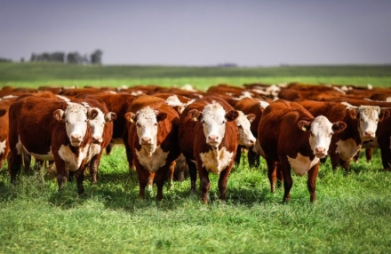 EXPOMEAT 2021 - lll Feira Internacional da Indústria de Processamento de Proteína Animal e Vegetal A GDR Holding Investimentos, que atua nas áreas de proteína animal, metalúrgica, construção civil,...