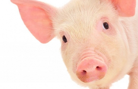 EXPOMEAT 2021 - lll Feira Internacional da Indústria de Processamento de Proteína Animal e Vegetal O Ministério da Agricultura, Pecuária e Abastecimento (Mapa) publicou neste mês uma norma que estabelece parâmetros para...