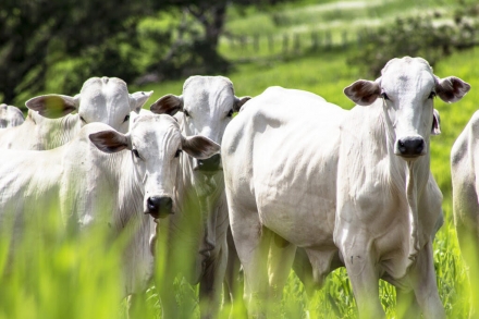 EXPOMEAT 2021 - lll Feira Internacional da Indústria de Processamento de Proteína Animal e Vegetal De acordo com Sérgio Ribas Moreira, diretor comercial do Serviço Brasileiro de Certificações (SBC), os dados...
