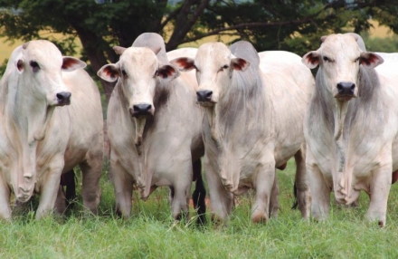 EXPOMEAT 2023 - IV Feira Internacional da Indústria de Processamento de Proteína Animal e Vegetal A oferta de gado para abate no Brasil não deverá ser melhor em 2021 do que foi no ano passado, fator que, aliado a uma demanda...