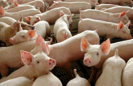 EXPOMEAT 2021 - lll Feira Internacional da Indústria de Processamento de Proteína Animal e Vegetal De acordo com informações da Secretaria de Comércio Exterior (Camex) do Governo Federal, divulgadas nesta segunda-feira (25),...