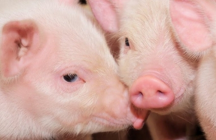 EXPOMEAT 2022 - lll Feira Internacional da Indústria de Processamento de Proteína Animal e Vegetal Com objetivo de difundir conhecimento e facilitar cada vez mais o acesso à informação para toda a cadeia, a...