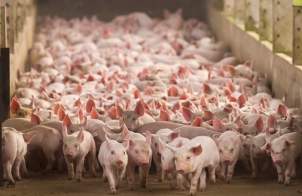 EXPOMEAT 2021 - lll Feira Internacional da Indústria de Processamento de Proteína Animal e Vegetal Mais uma vez, a carne suína é apontada como a proteína animal que mais cresce no Brasil. A conclusão pode ser...
