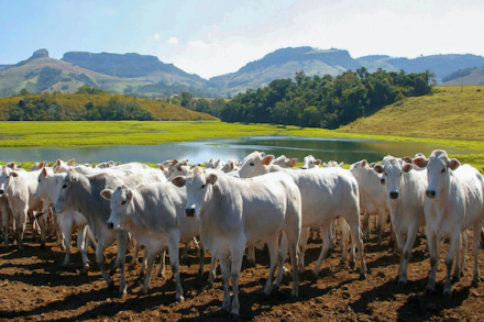 EXPOMEAT 2021 - lll Feira Internacional da Indústria de Processamento de Proteína Animal e Vegetal A Marfrig anunciou na quarta-feira (24) a assinatura com o &Green de um acordo de financiamento no valor de US$ 30 milhões que engloba...