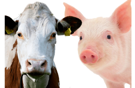 EXPOMEAT 2023 - IV Feira Internacional da Indústria de Processamento de Proteína Animal e Vegetal As embaixadas do Japão e da Coreia do Sul manifestaram interesse de seus países em adquirir a carne bovina e suína do Acre, em...